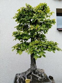 bonsai - 1