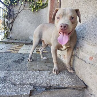 Americký pitbulterier pitbul pitbull silver lilac rare
