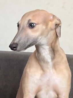 whippet - 1