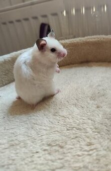 Debbie Golden hamster