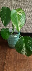 Monstera albo