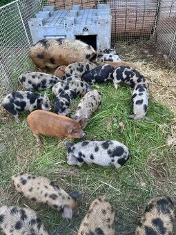 Kune Kune