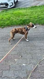 Chart angielski whippet FCI