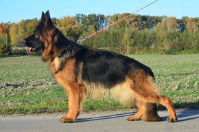 Nemecky ovcak dlouhosrsty - 1