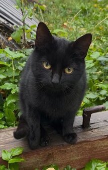 Černá kočička do dobrých rukou