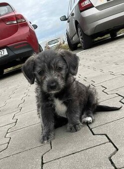 Prodám štěně z rodinných důvodů