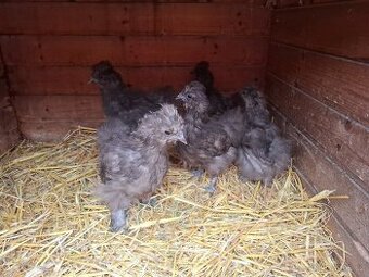 Kuřata - hedvábnička velká vousatá