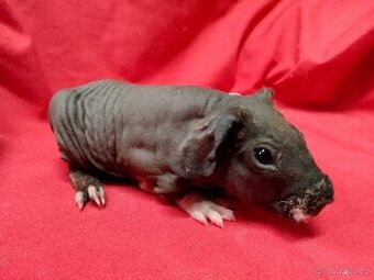 Skinny morčata, skinny a drátěnky, miminka s PP