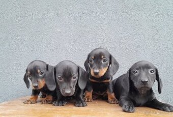 Jezevčík trpasličí