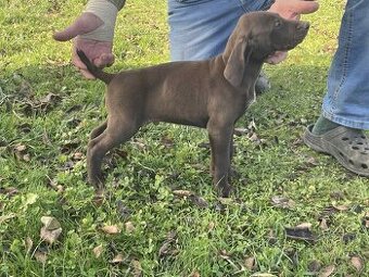 Německý ohař krátkosrstý