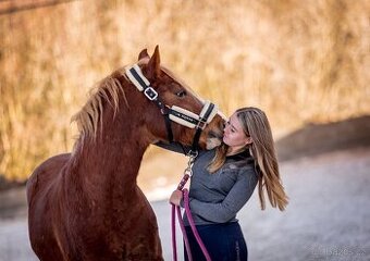 Prodej velmi hodného vychovaného pony poníka kategorie B