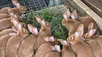 Prodám čistokrevné Burgundské králíky bez PP