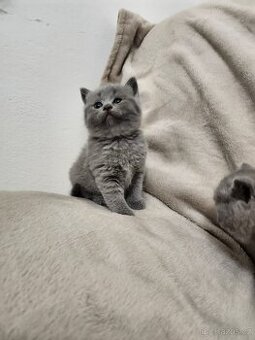 Britská modrá koťátka