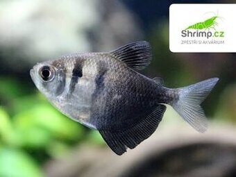 Daruju rybičky tetra černá
