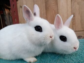 Zakrslí králíčci - mazlíčci do rodiny