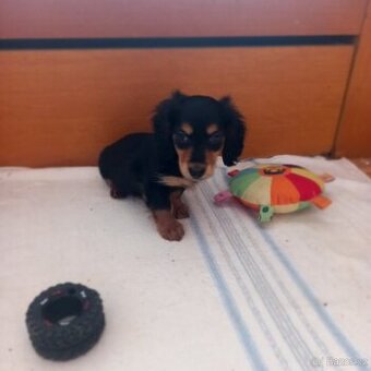 Jezevčík dlouhosrsty