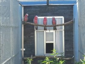 Kakadu růžový chovný pár