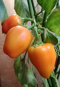 Semínka papriky a čili papričky, chilli - 1