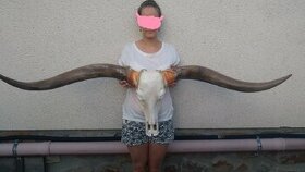 Lebka býka longhorn, bůvol, bizon