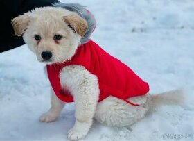 Obleček prošívaná bunda pro psy Urban červená 25cm Zolux