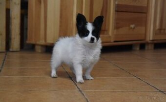 Papillon s FCI pp