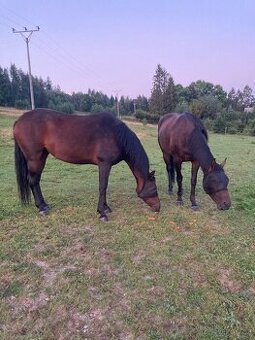 Appaloosa kobylka a valášek