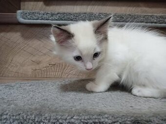 Ragdoll