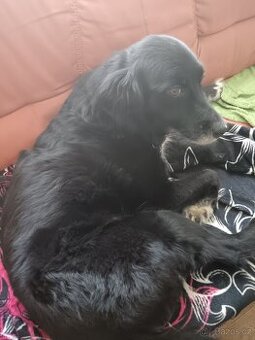 Prodáváme labradora Austrálckého
