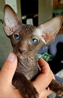 Koťátko PETERBALD