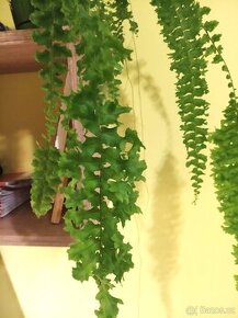 Nephrolepis exaltata 'Rooseveltii'