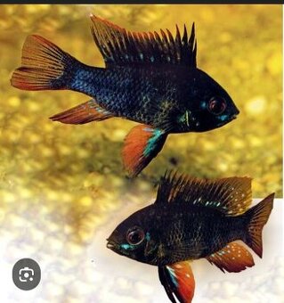 Ramirezky prodej - 1