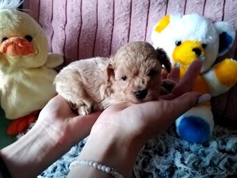 Pudlik pudl mini toy