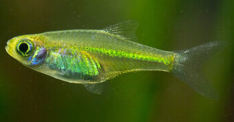Razbora ranongská - Microdevario kubotai