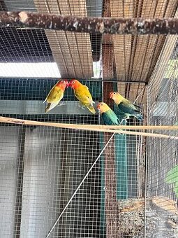 Agapornis
