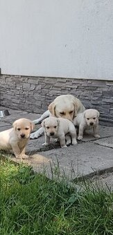Labradorský retrívr