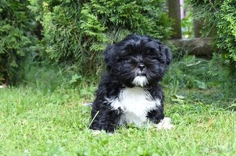 Štěně Lhasa Apso