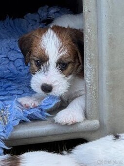 Jack Russell teriér s PP