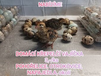 Domácí křepelčí vajíčka
