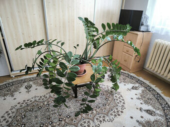 Prodám pokojovou rostlinu „ ZAMIOCULCAS ".