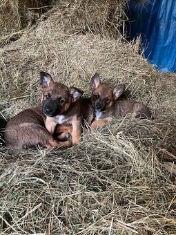 XBelgický ovčák malinois štěňátka
