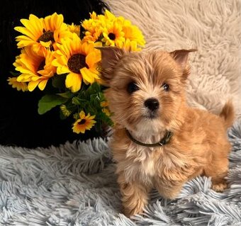 Jorkšírský teriér - kluk "Junior" s PP nar. 8.9.2025