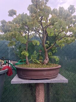 Bonsaj,bonsai Lípa - 1