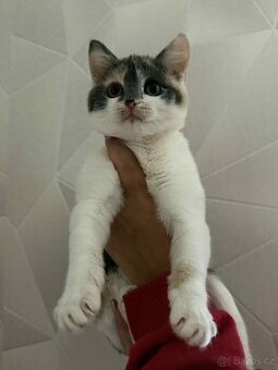 Mainská mývalí & Britská