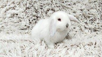 Zakrslý beránek, králíček, králík - MOLLY A MATEO