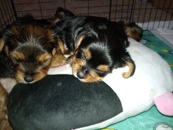 Jorkšír štěňátka