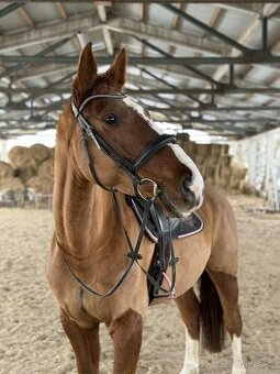 7letá klisna ČT po Aristo Z