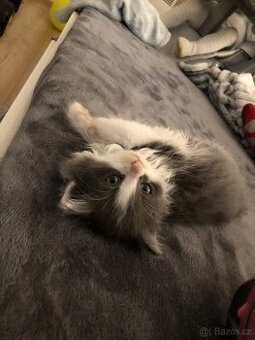 Britský dlouhosrstý kocourek+ výbava ( britská)