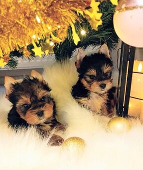 Yorkšírský-jorkšírský-yorkshire teriér  MINI ❤️❤️