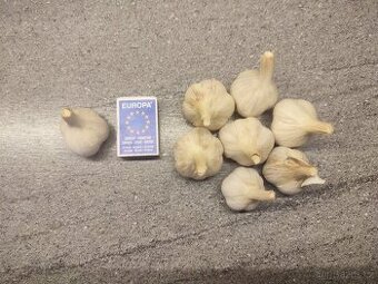 Prodej malého česneku