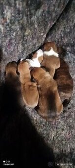 Štěňata na konci března - 1